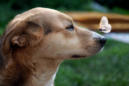 dog with butterfly on nose