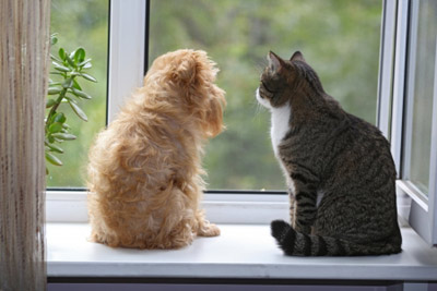 cat and dog looking out window